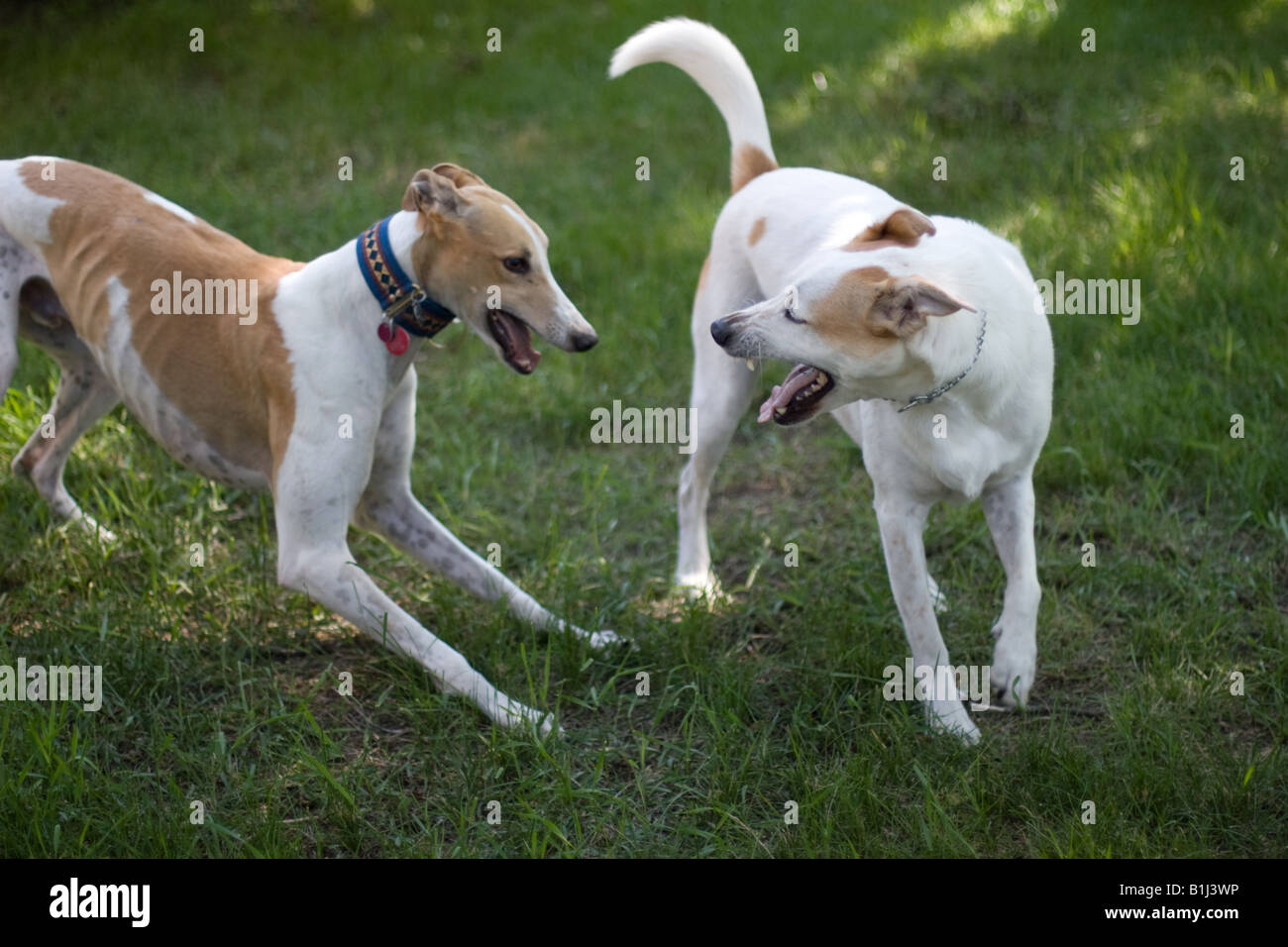 Zwei Hunde spielen. Stockfoto