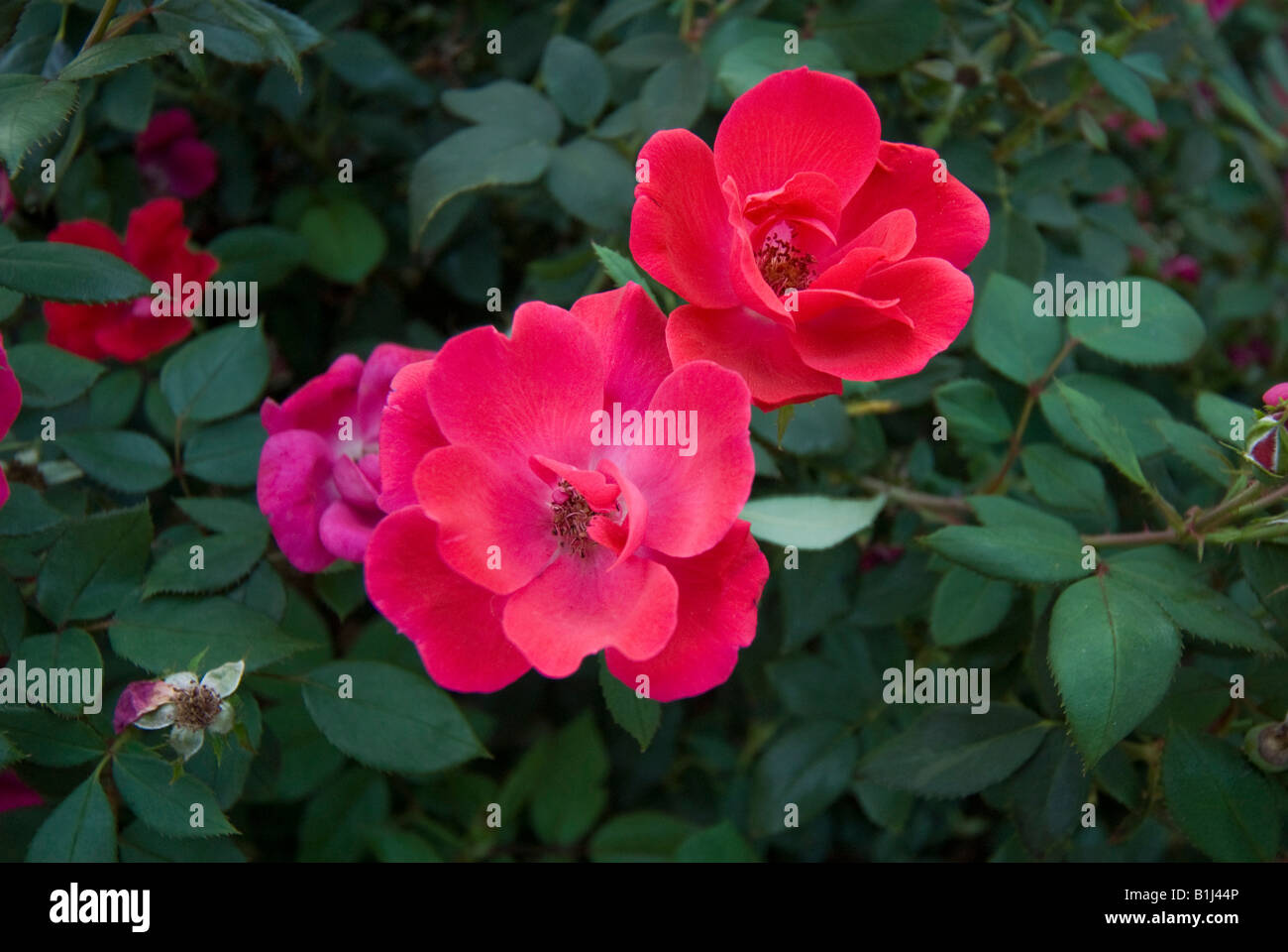 Nahaufnahme von Knock Out Rose (Rosa Radrazz) blüht auf Pflanzen Stockfoto