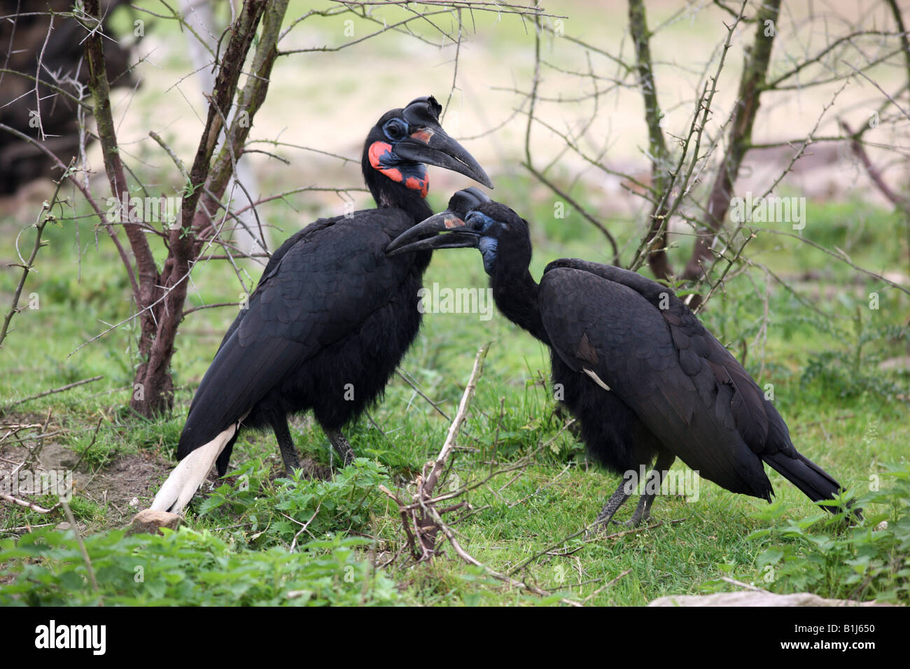 DEU Deutschland südlichen Boden Nashornvögel im Zoo ZOOM Erlebniswelt in Gelsenkirchen Stockfoto