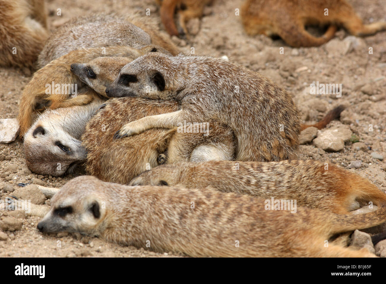 DEU-Deutschland-Erdmännchen im Zoo ZOOM Erlebniswelt in Gelsenkirchen Stockfoto