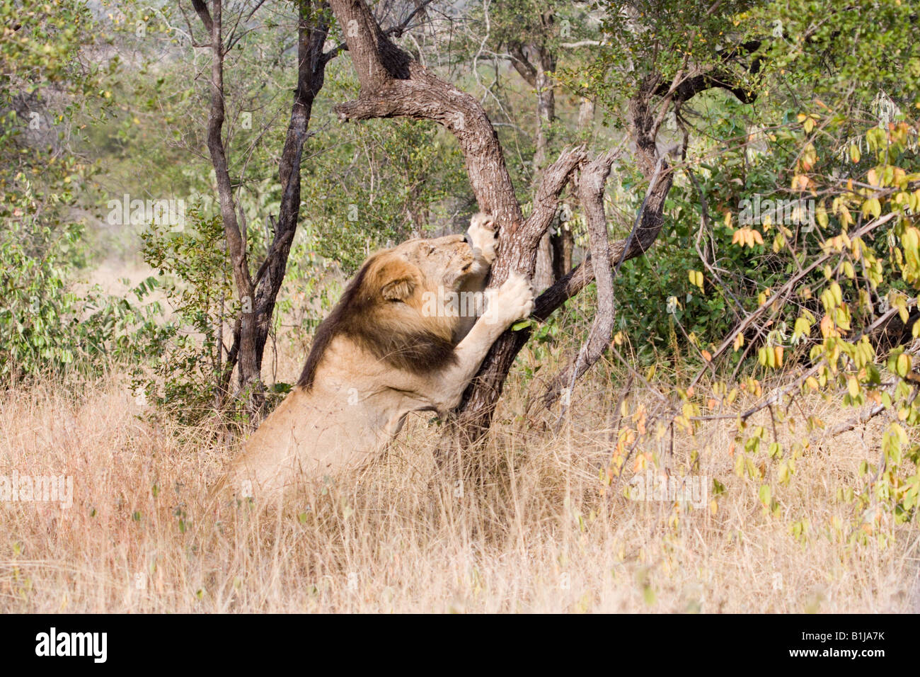 Eine große schwarze Mähne Löwe Krallen und kratzt einen Baum in der Nähe von Satara, Kruger NP, Südafrika. Stockfoto