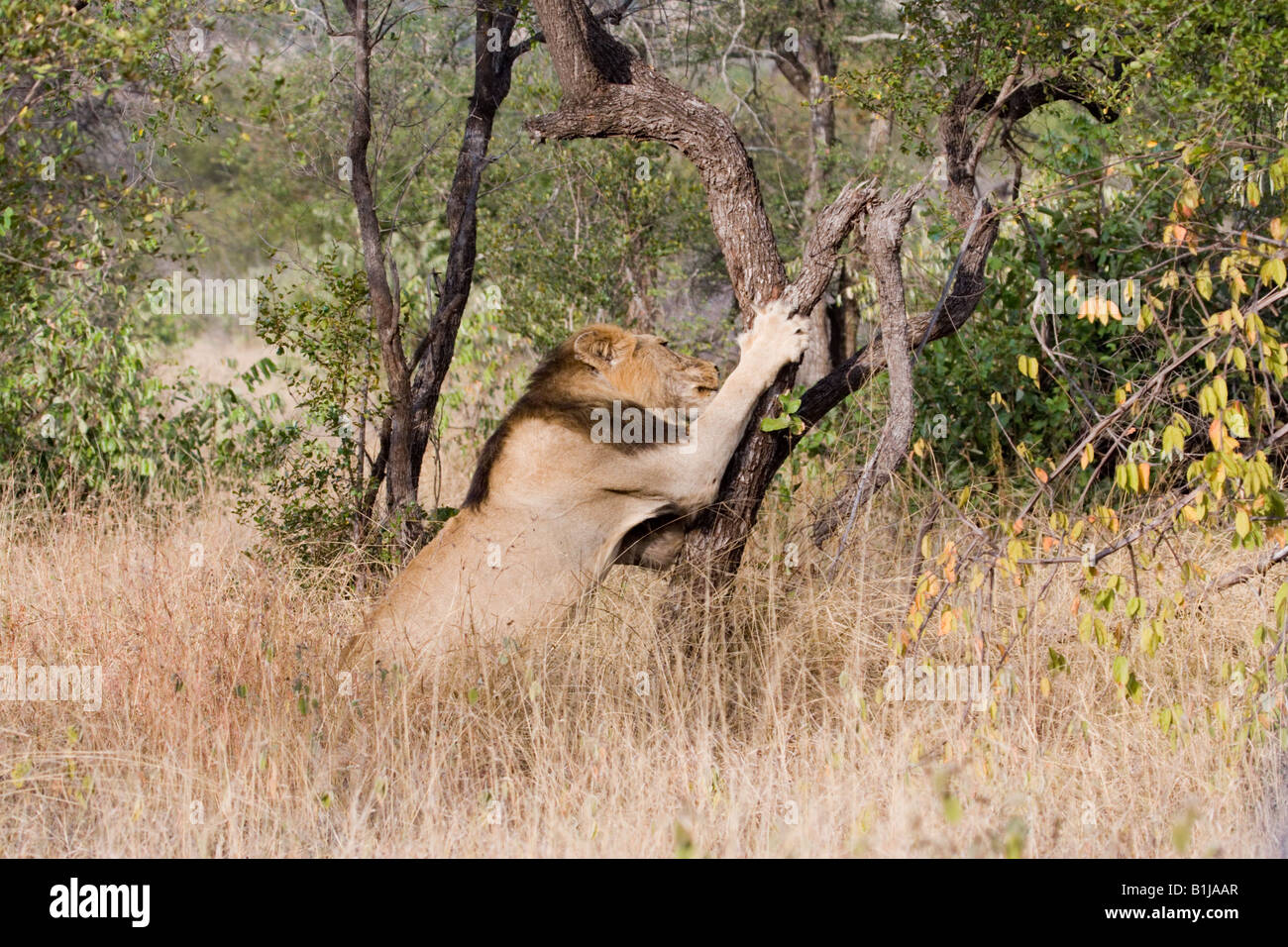 Eine große schwarze Mähne Löwe Krallen und kratzt einen Baum in der Nähe von Satara, Kruger NP, Südafrika. Stockfoto