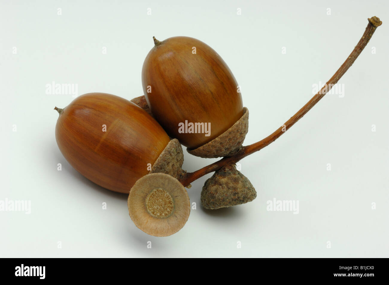 Englisch Pedunculate Eiche (Quercus Robur), Eiche, Eicheln, Studio Bild Stockfoto