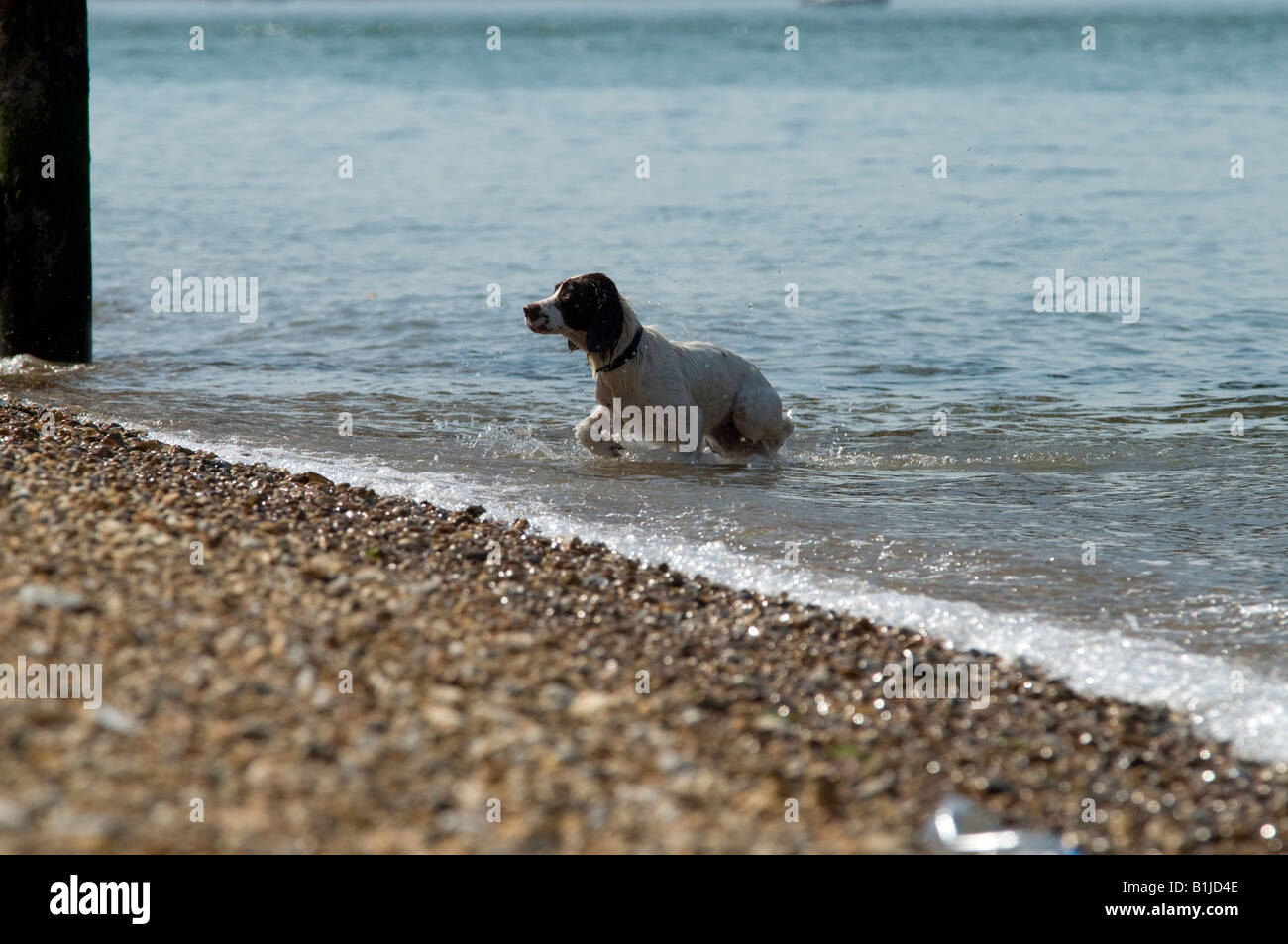 braune und weiße Spaniel Jagdhund im Wasser Meer sehr nass suchen inshore zum Strand Stockfoto