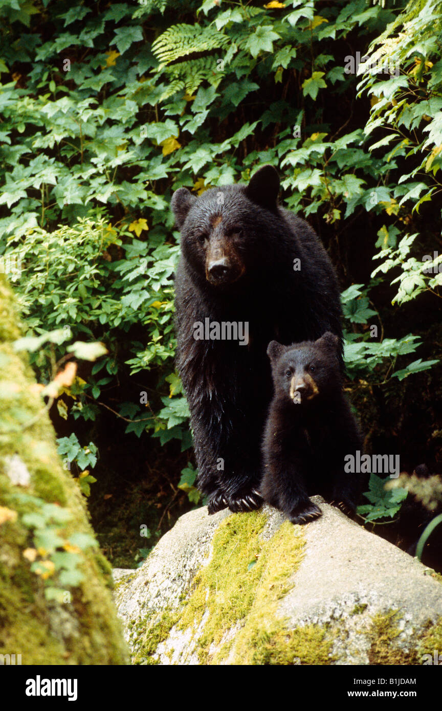 Black Bear & Cub Tongass Natl Wald SE AK Sommer Szene Stockfoto