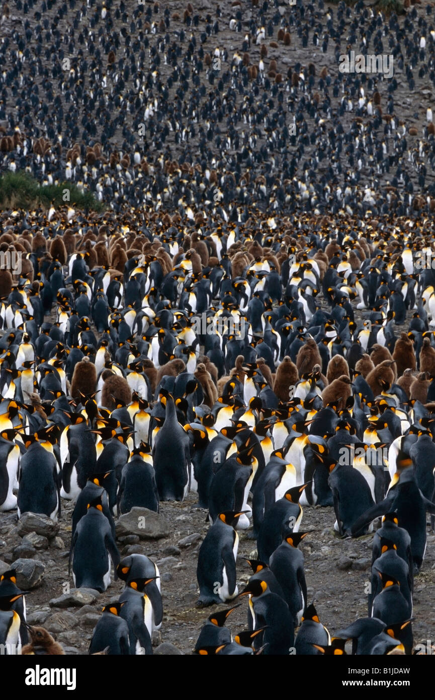 Massive Kolonie von König Penguins & Bast jungen South Georgia Island antarktischen Sommer Stockfoto