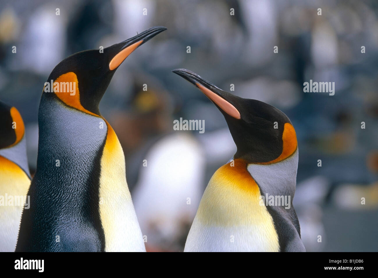 Nahaufnahme der Königspinguine in Kolonie South Georgia Island antarktischen Sommer Stockfoto