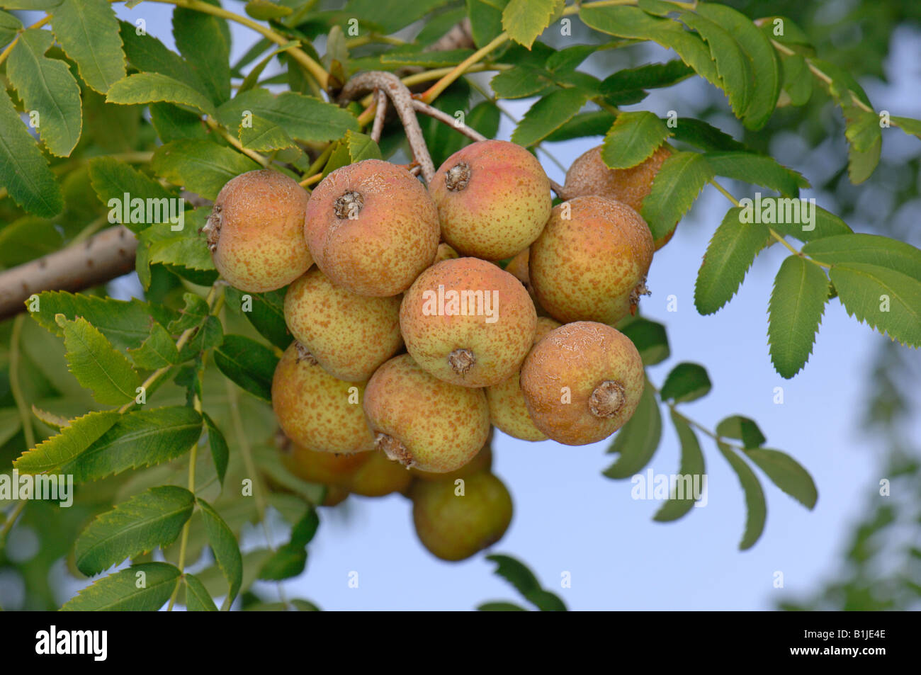 Echter Speierling (Sorbus Domestica Wiesbaden), Frucht am Baum Stockfoto