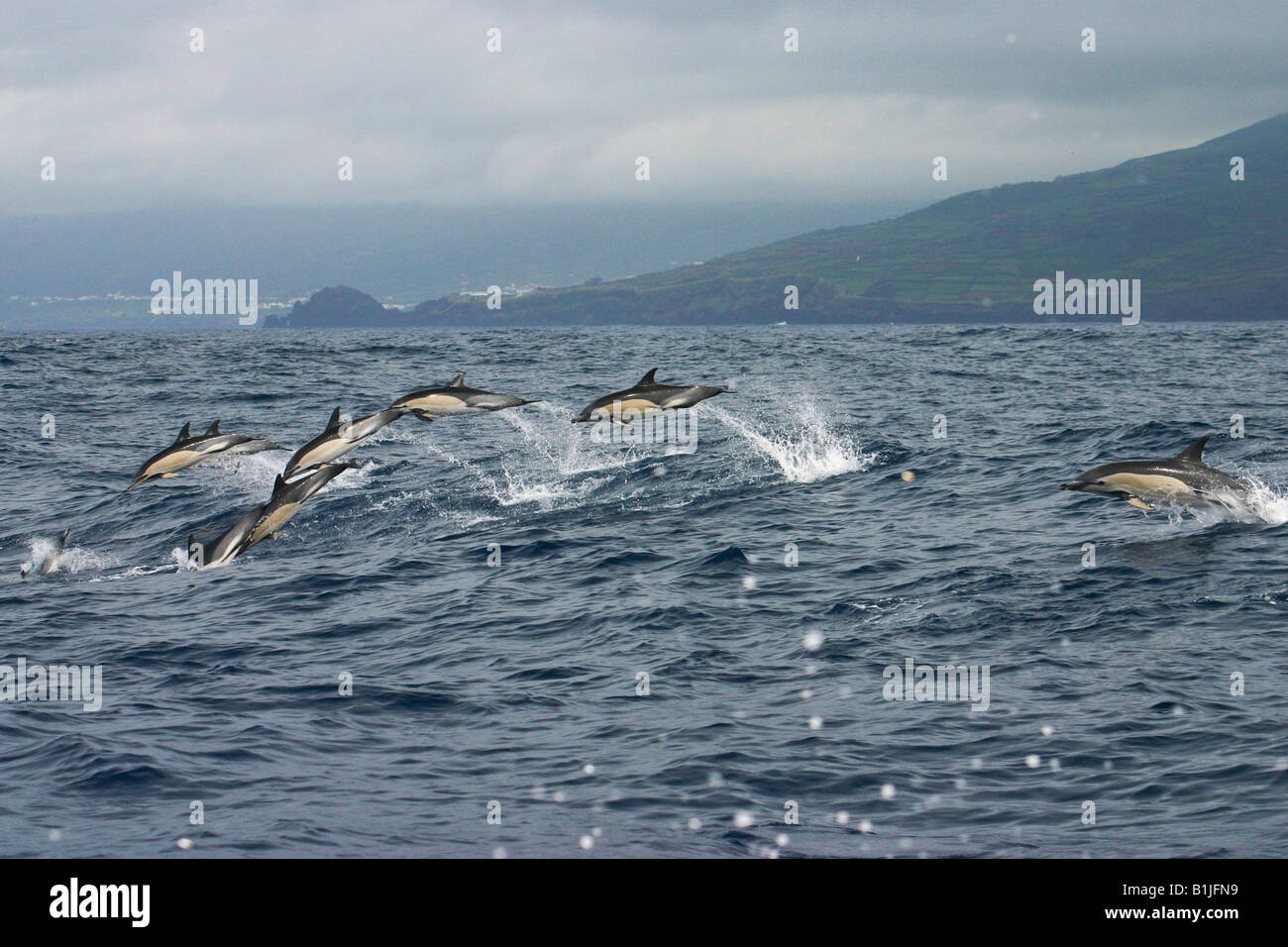 Gemeiner Delfin, kurzer Schnabel Gemeiner Delfin, saddleback(ed) Delfin, Kreuz und quer durch Delphin (Delphinus Delphis), Schule, Portugal, Stockfoto