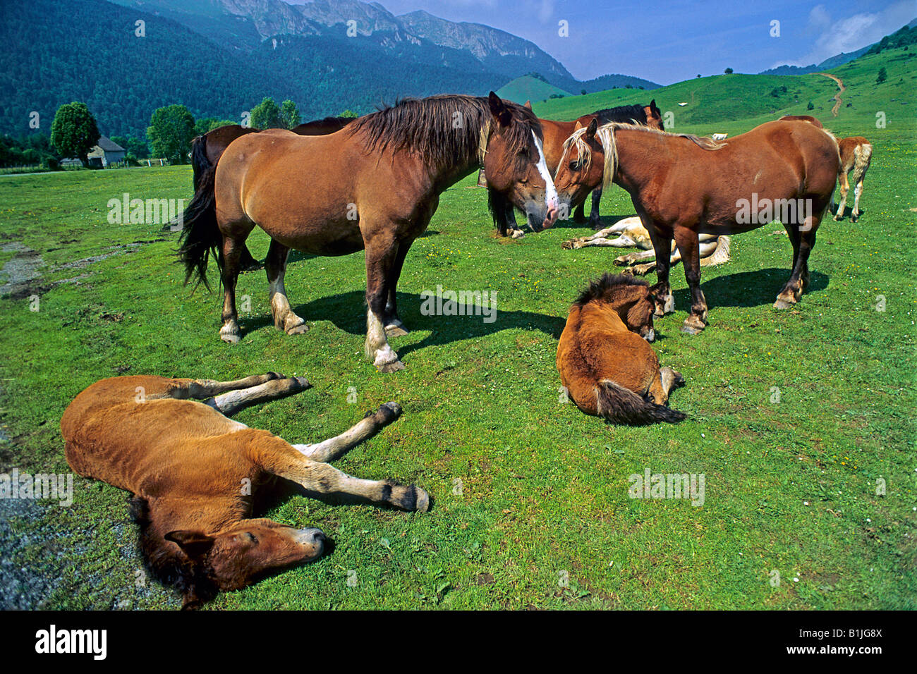 inländische Pferd (Equus Przewalskii F. Caballus), Pferde im Nationalpark Pyrnes, Frankreich, Pyrenaeen, Pyrenaeen Nationalpark Stockfoto