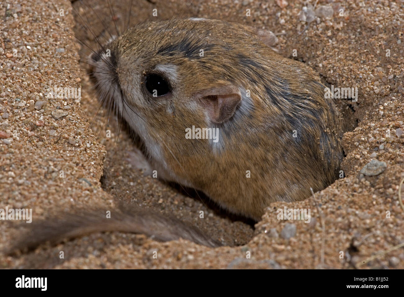 Dipodomys Spp -Fotos Und -Bildmaterial In Hoher Auflösung – Alamy