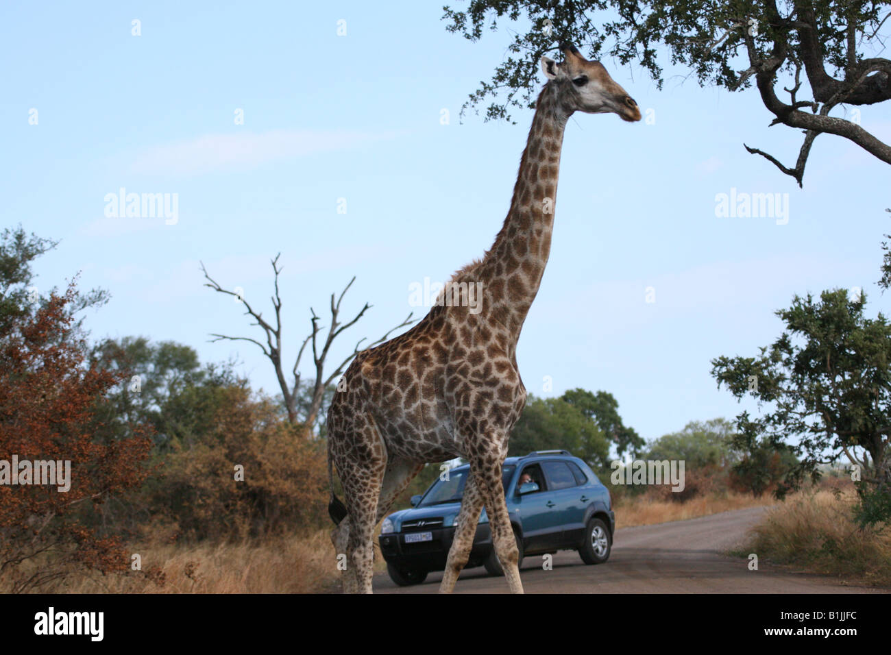 Krüger-Safari - eine Giraffe kreuzt die Straße. Stockfoto