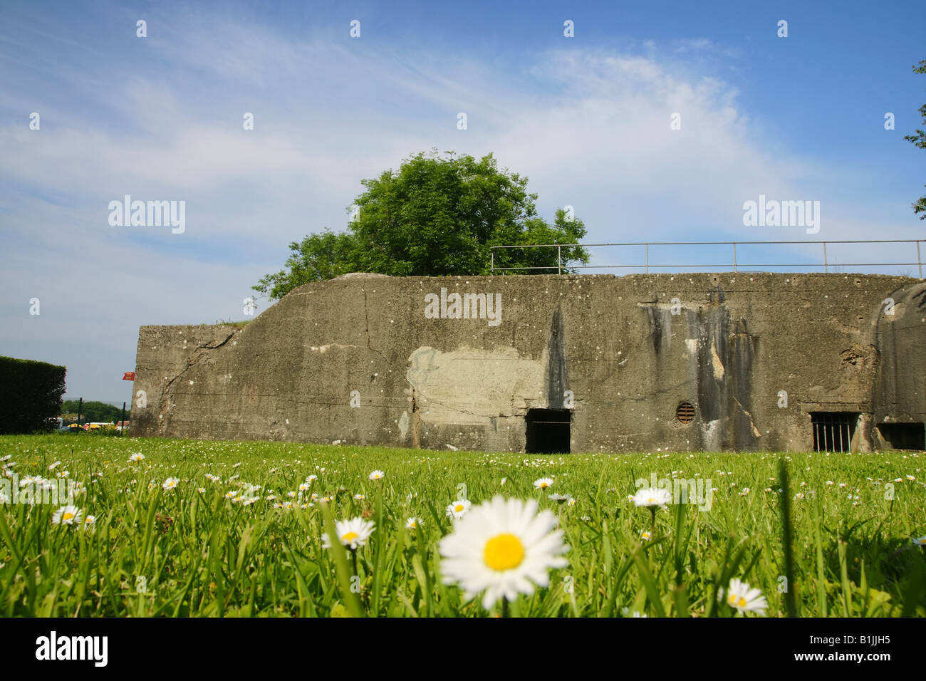 Normandie, Frankreich. Blumen und einem alten deutschen Bunker La Madeleine. Stockfoto