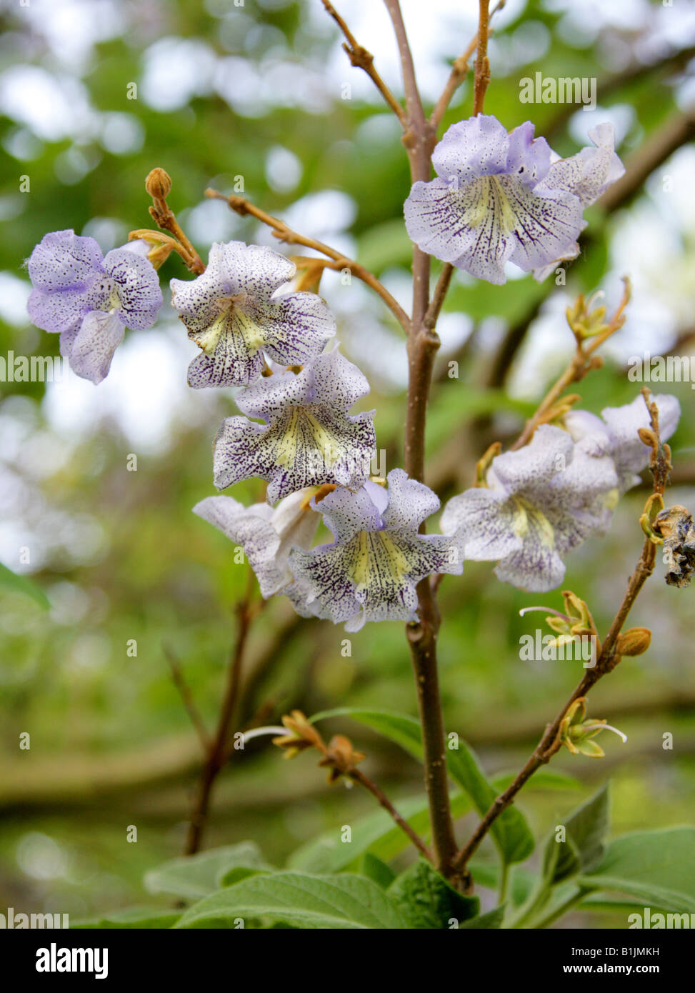 Saphir Drachenbaum, Paulownia Kawakami Paulowniaceae, Taiwan, Fernost  Stockfotografie - Alamy