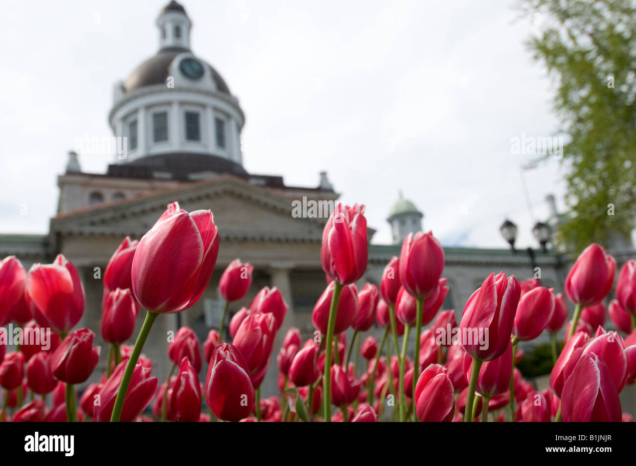 Rathaus von Kingston, Ontario, Kanada, mit Tulpen vor Stockfoto