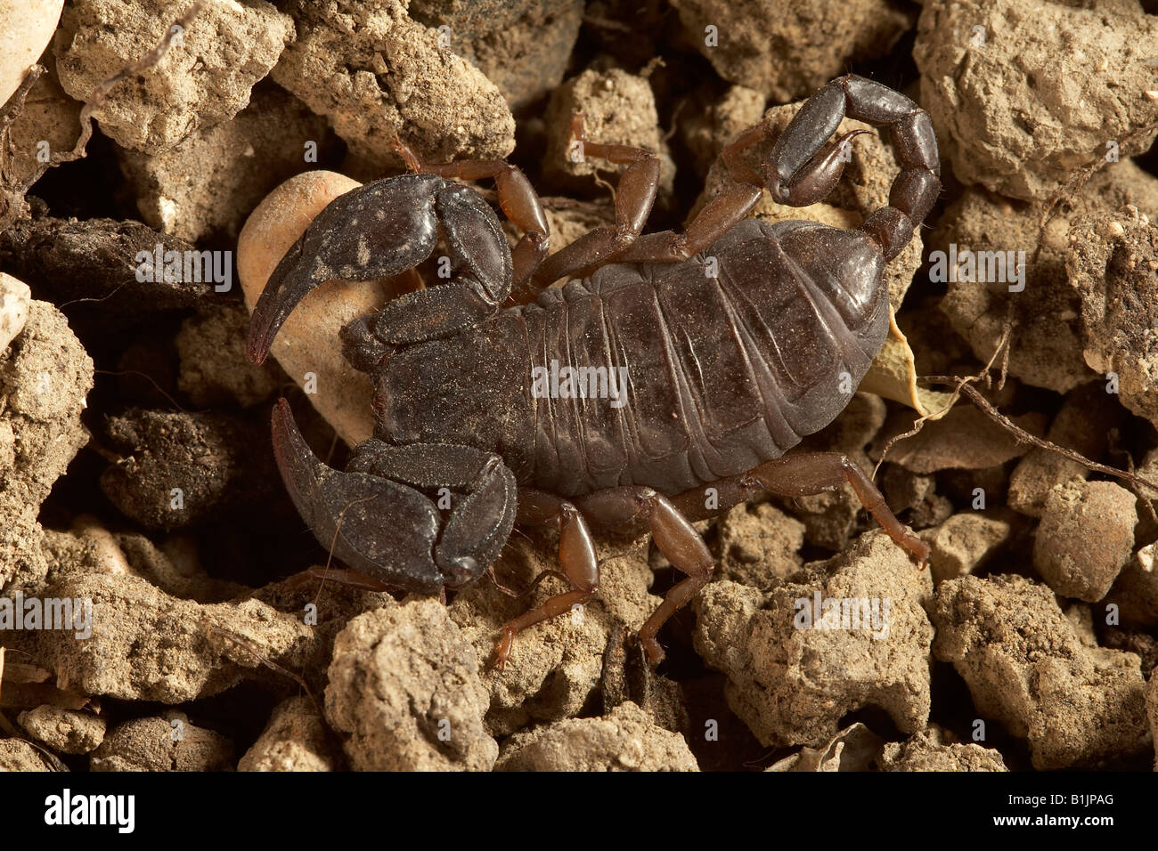 Italienischer Skorpion Euscorpius Italicus Italien Stockfoto