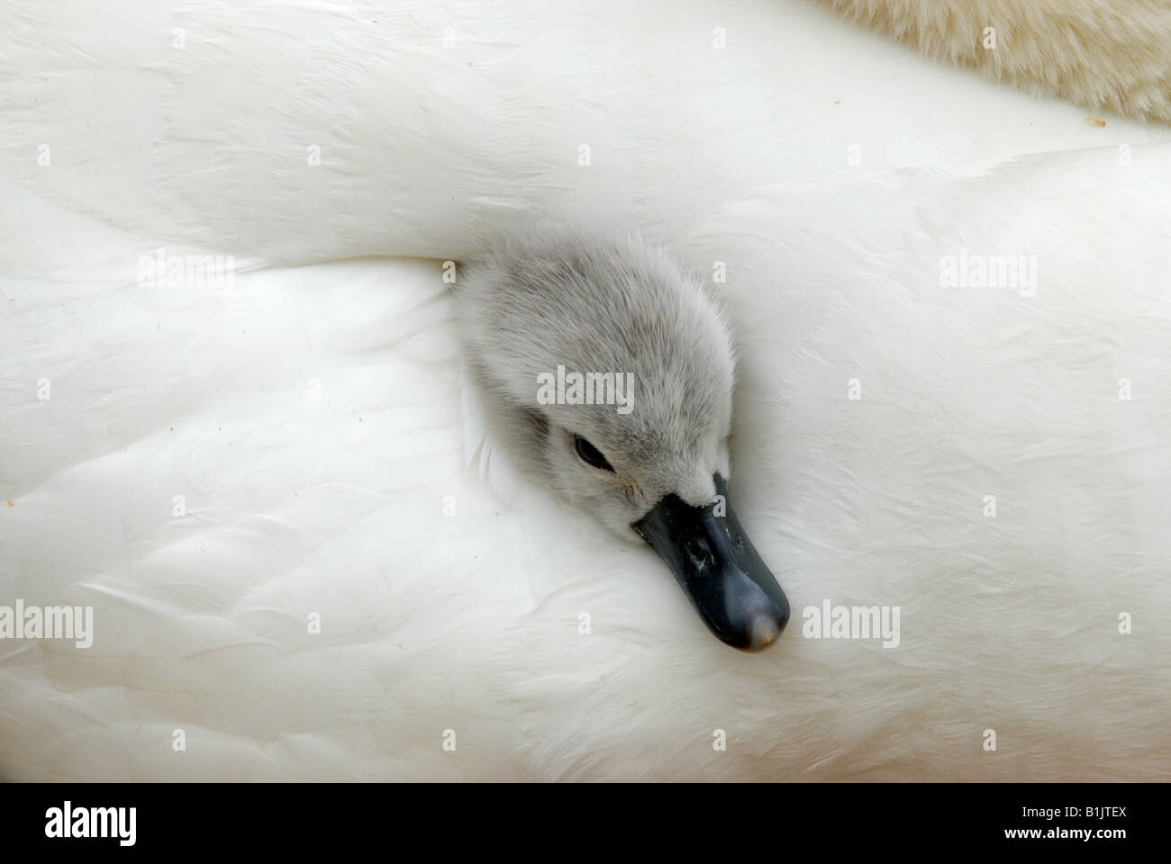 Sehr junger Höckerschwan Cygnet Kopf ragte zwischen Mütter Flügelfedern Abbotsbury Stockfoto