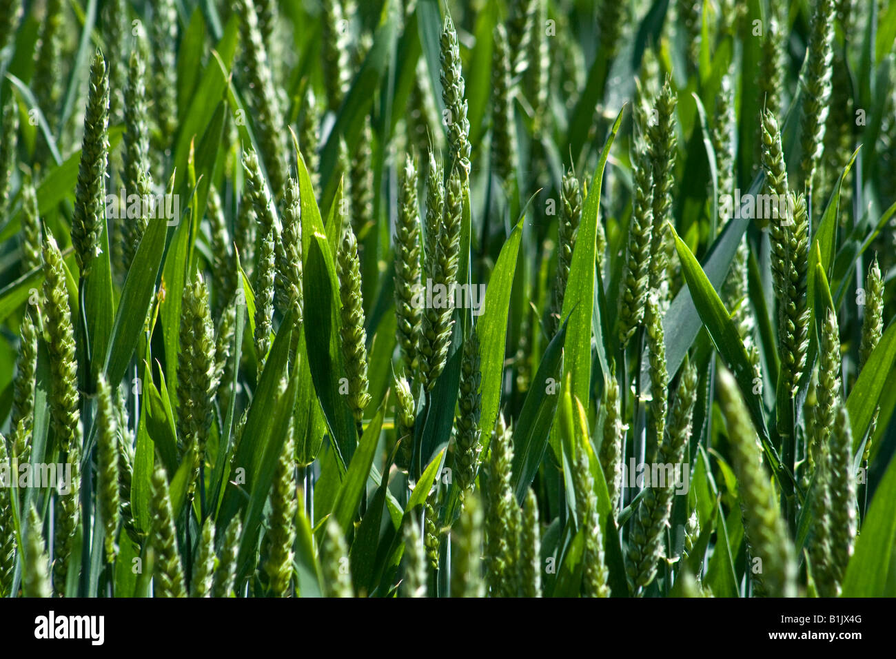 Weizenfeld Stockfoto