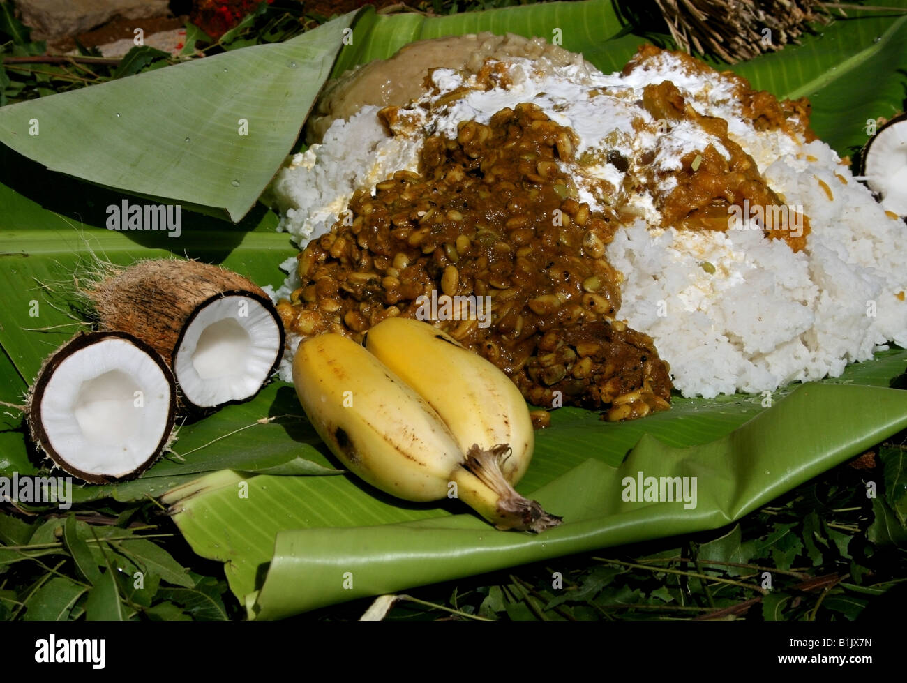 Spezielle Kuh Pooja für Pongal außerhalb ein Kuhstall, Tamil Nadu, Indien Stockfoto