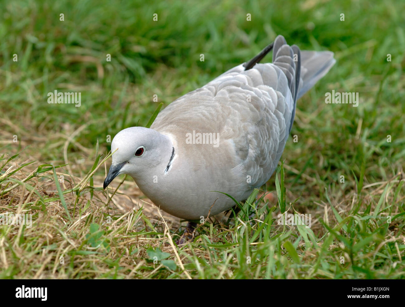 Collared Dove kratzen um für Futtermittel auf dem Rasen Devon Stockfoto