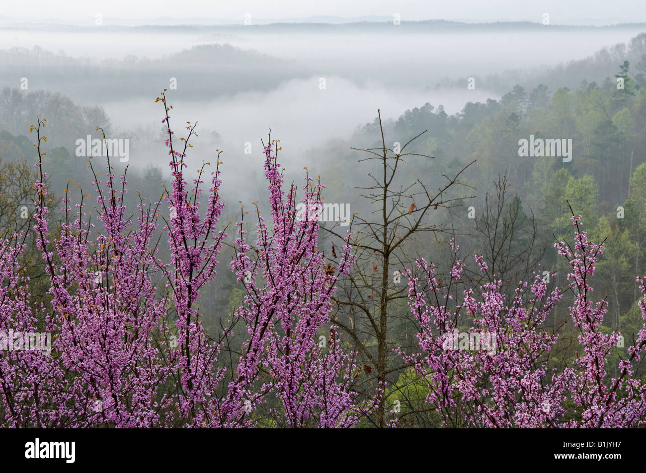 Ostredbud blühen auf Bergrücken mit Blick auf Misty Daniel Boone National Forest McCreary County Kentucky Stockfoto
