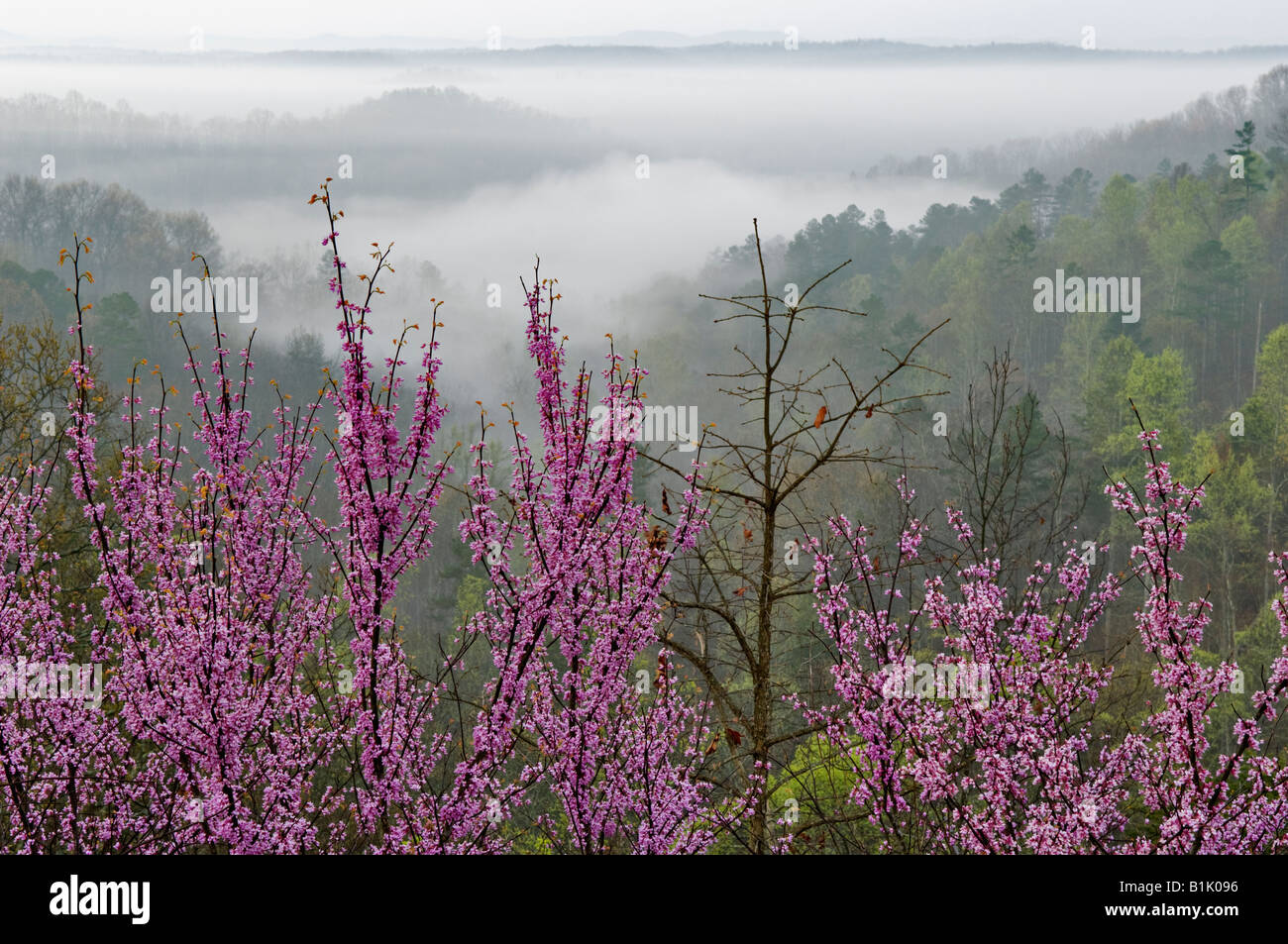 Ostredbud auf Bergrücken mit Blick auf Nebel gefüllt Tal Daniel Boone National Forest Kentucky Stockfoto