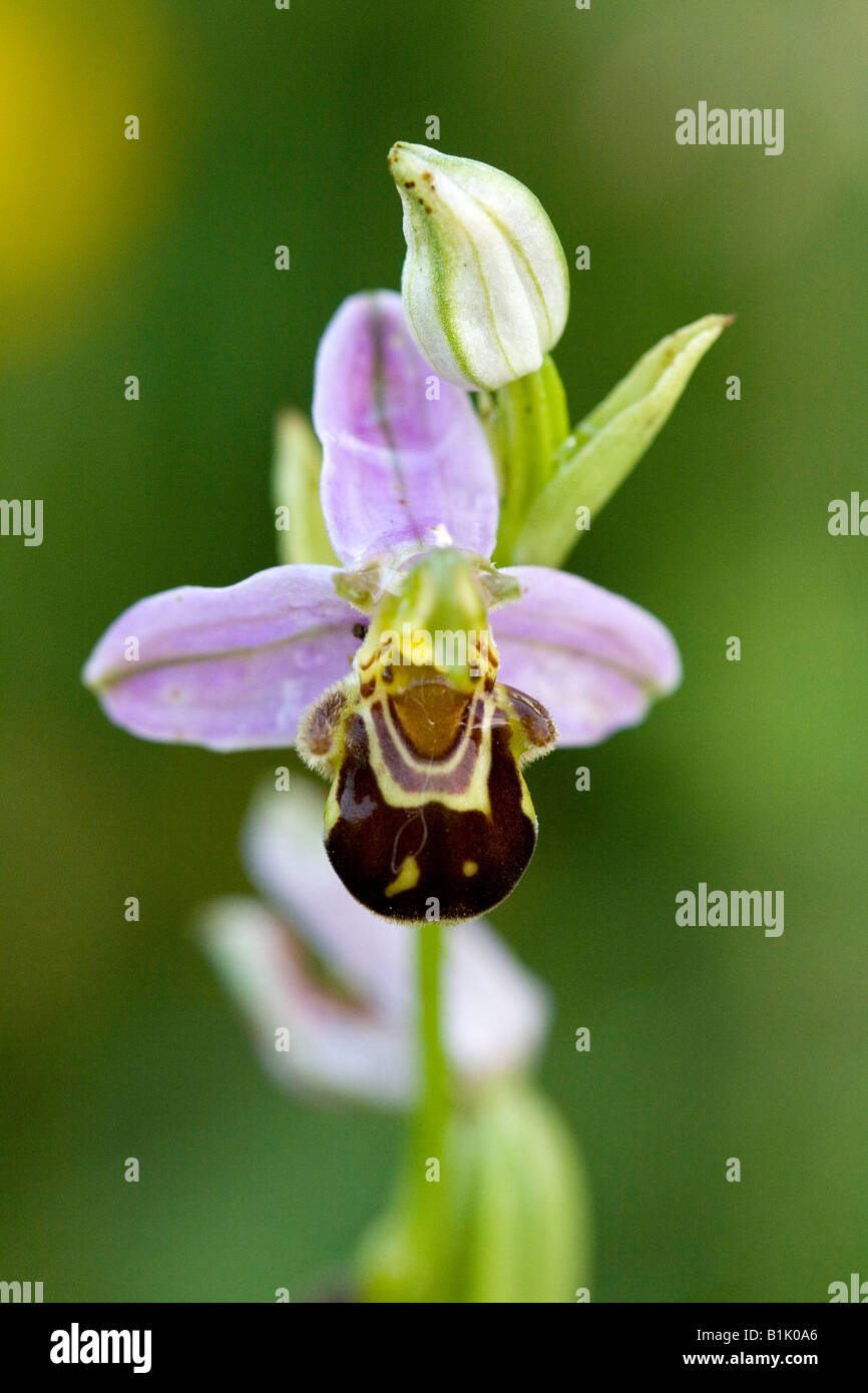 Großaufnahme von seltene Biene Orchidee Blüte und Knospe Frühjahr blühen in Südfrankreich Stockfoto