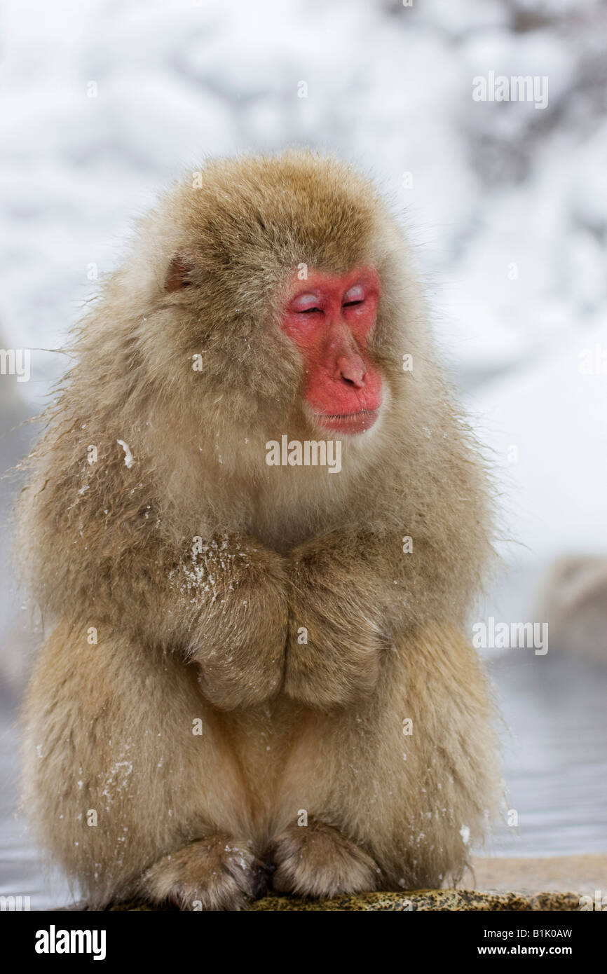 Mit rotem Gesicht japanischen Makaken Schnee Affe sitzt kuschelte sich im Schnee in der Nähe von Thermalbad Jigokudani Honshu, Japan Stockfoto