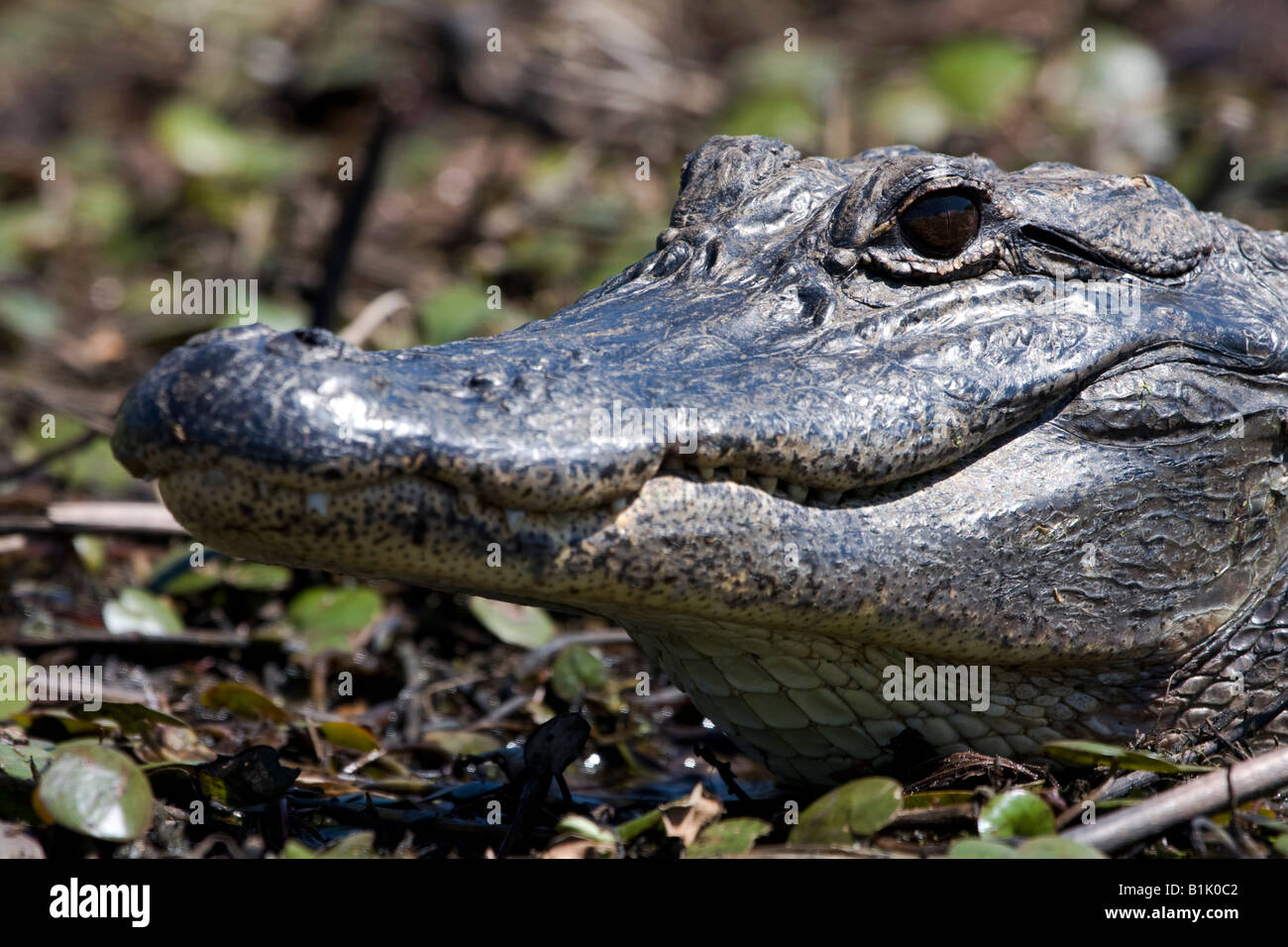 Ost Texas Alligator Sonnen am schlammigen Ufer eines Sees. Stockfoto