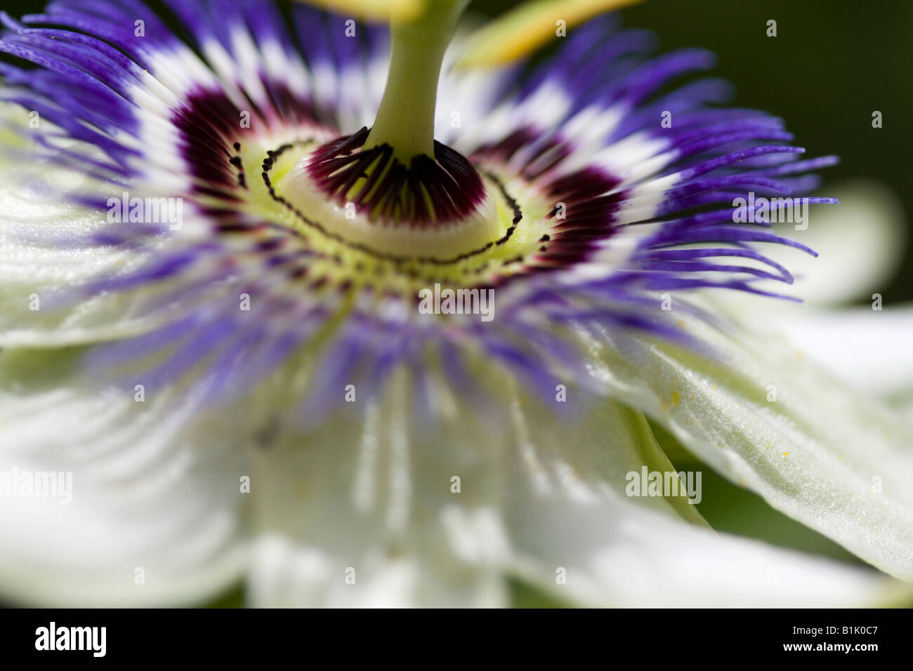 Zentrum von Passion Flower head Stockfoto