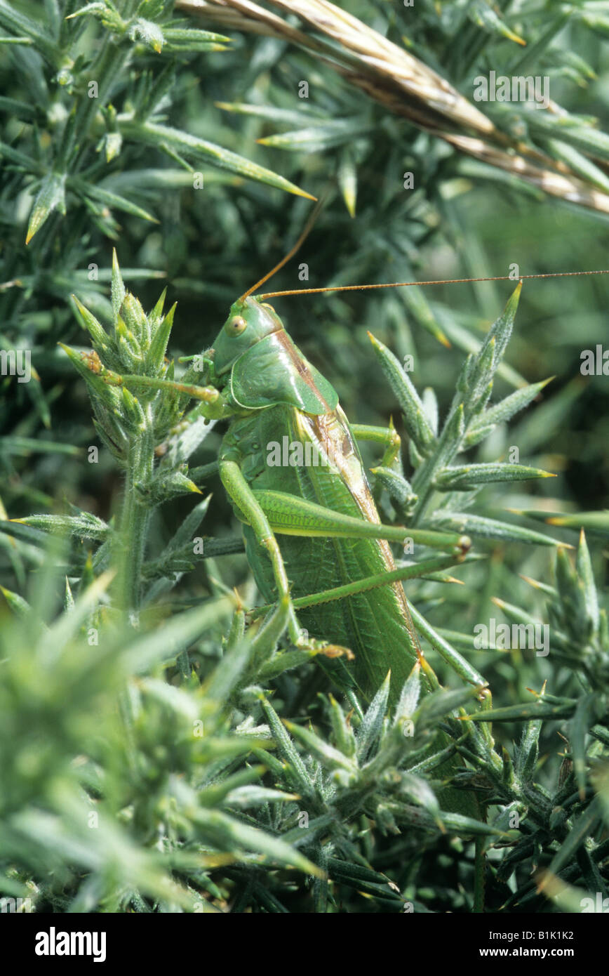 Große grüne Bush-Cricket (Tettigonia Viridissima) Stockfoto