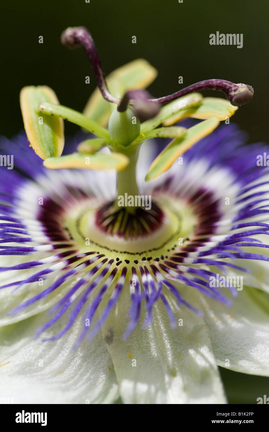 Zentrum der Leidenschaft Blume Kopf zeigen Staubblätter Stockfoto