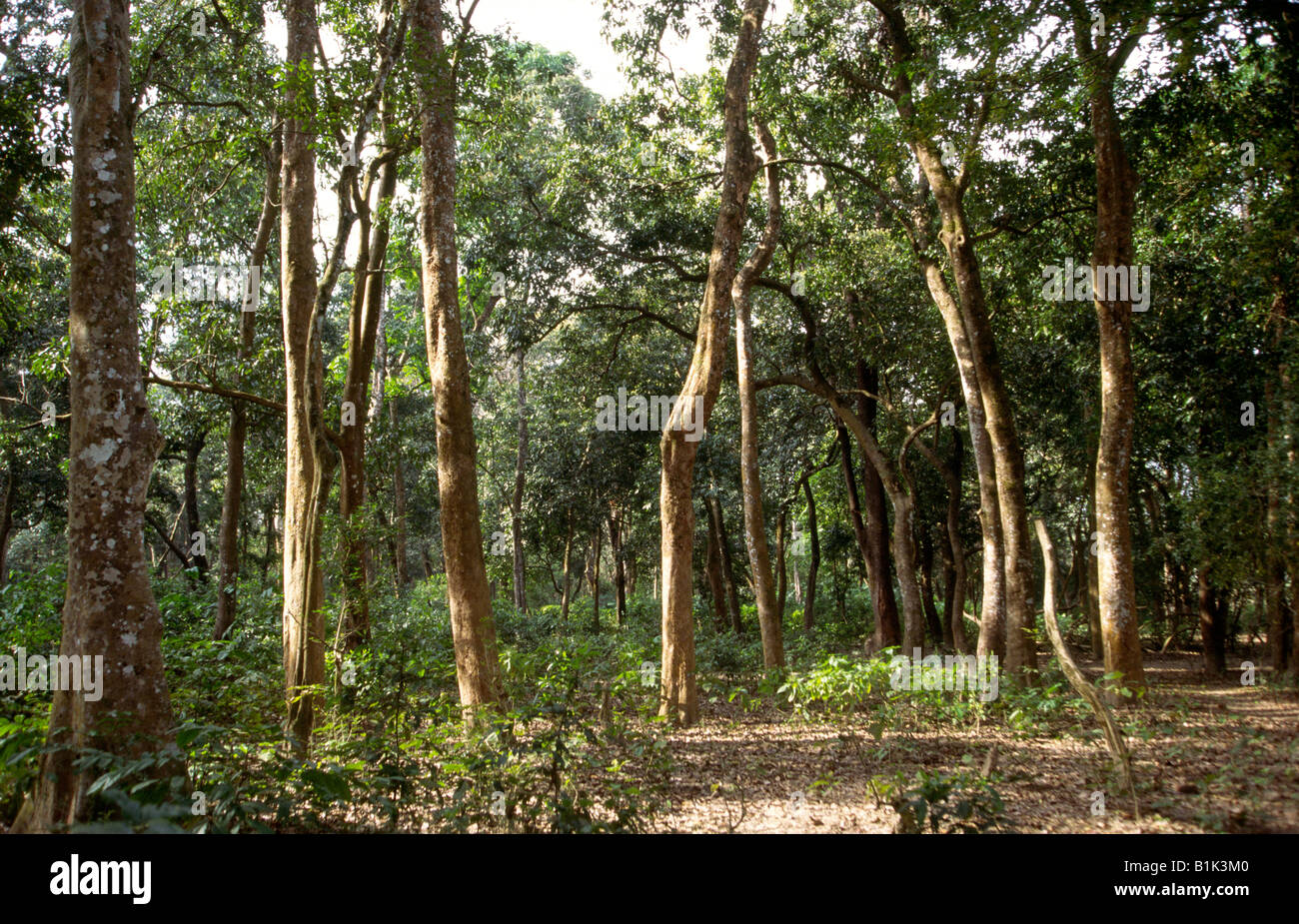 Chitwan Nationalpark Nepal Terai gemischt Wald Lebensraum Stockfoto