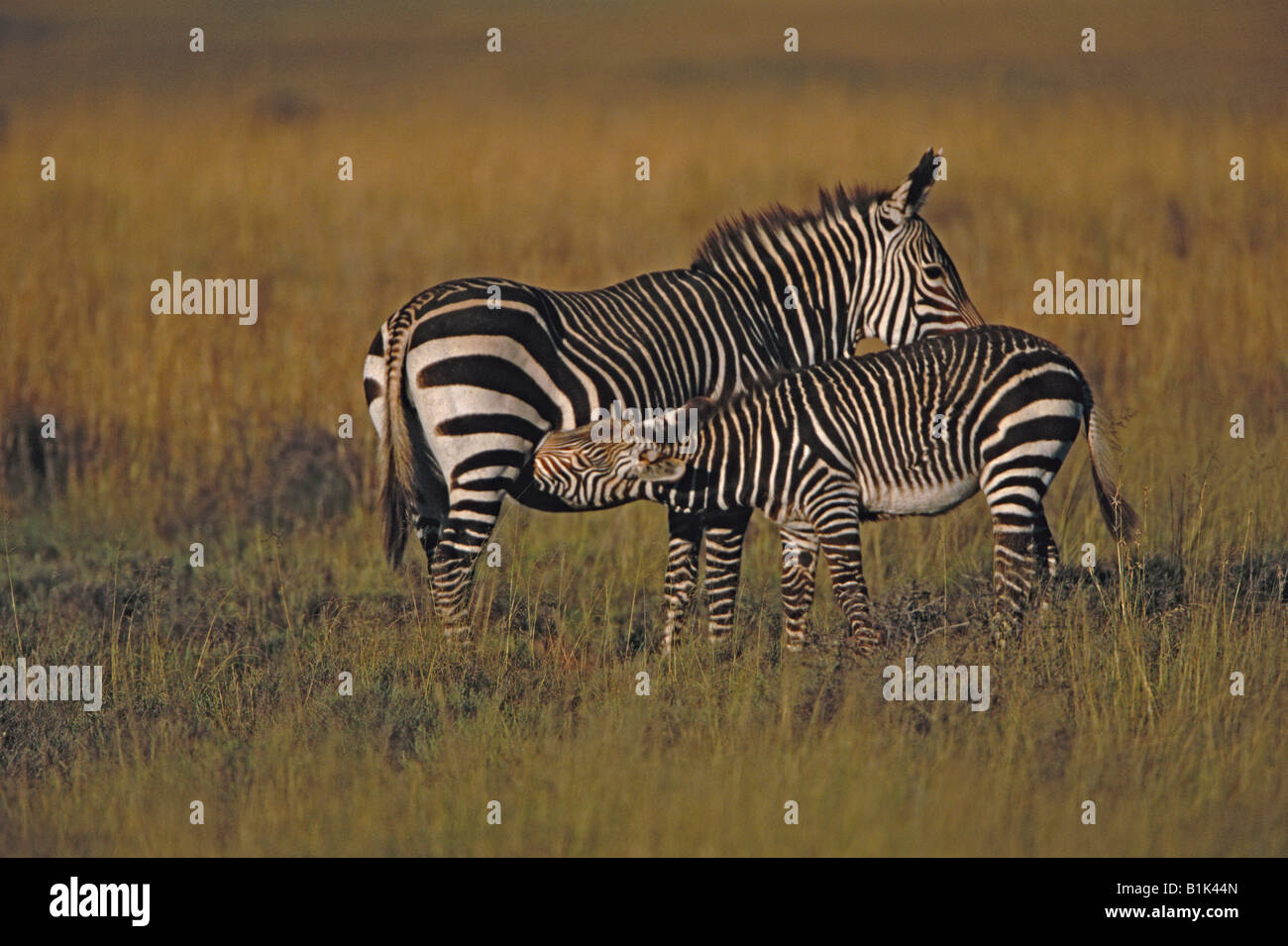 Kap-Bergzebra (Equus Zebra Zebra) Mutter und junge Pflege - IUCN gefährdet - Südafrika Stockfoto