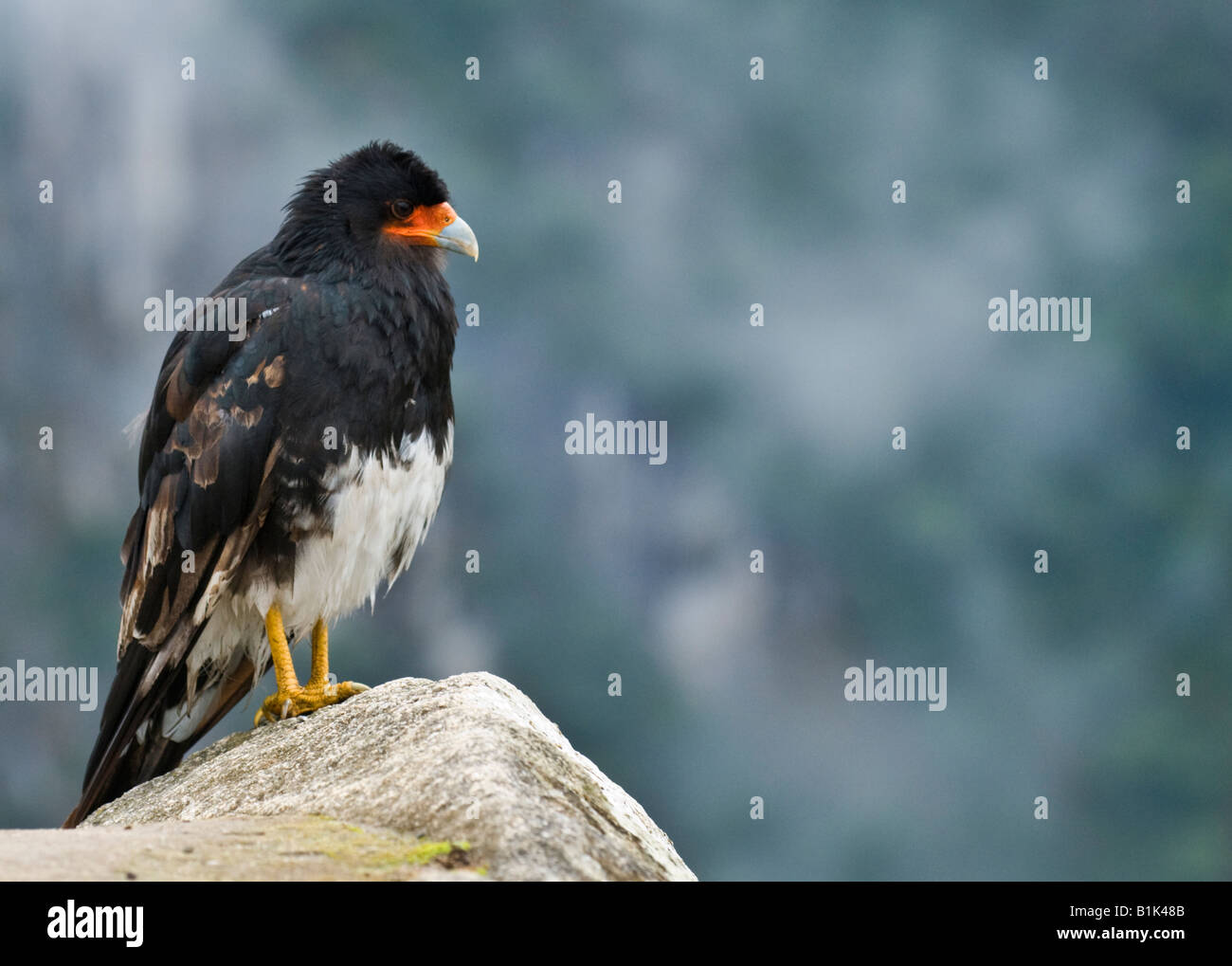 "Ein Berg-Karakara wacht über Machu Picchu." Stockfoto