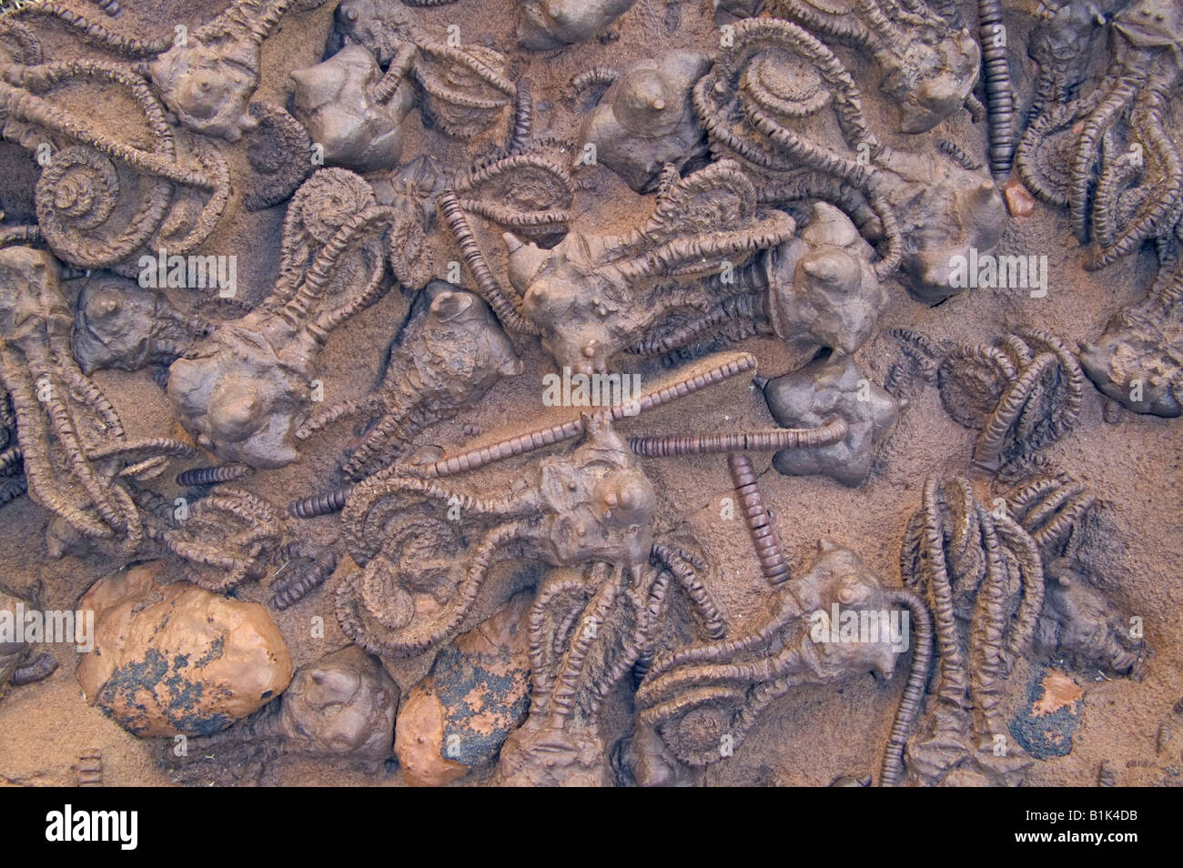 Seltene Fossilien Seelilien (Jimbacrinus Bostocki) Gascoyne River - Western Australia - Perm Stockfoto