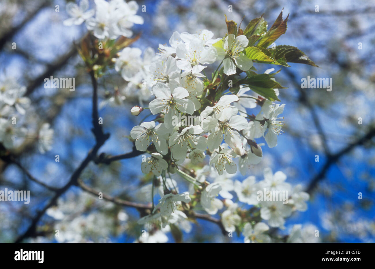 Detail der weißen Blüten der Wildkirsche oder Prunus Avium Baum gegen blauen Himmel Stockfoto