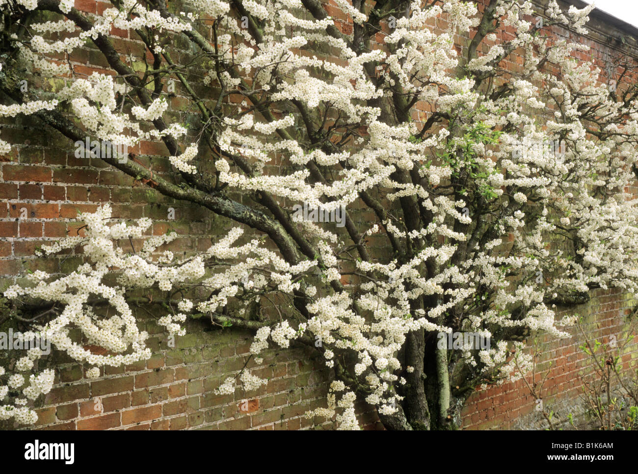 Pflaume Frucht Baum weiße Blüte ausgebildet Wand Ventilator Gartenpflanze Stockfoto