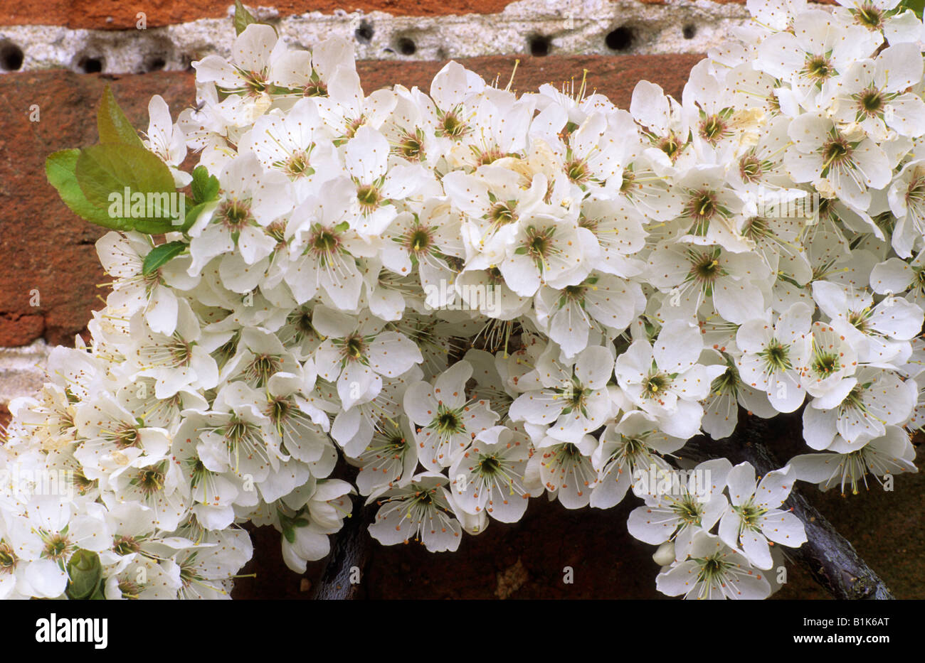 Pflaume Frucht Baum weiße Blüte Garten Wand ausgebildete Pflanze Stockfoto