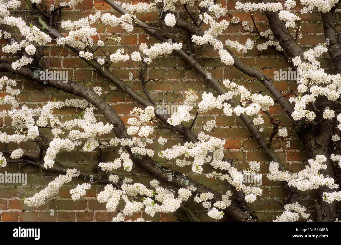 Pflaume Frucht Baum weiße Blüte ausgebildet Wand Ventilator Gartenpflanze Stockfoto