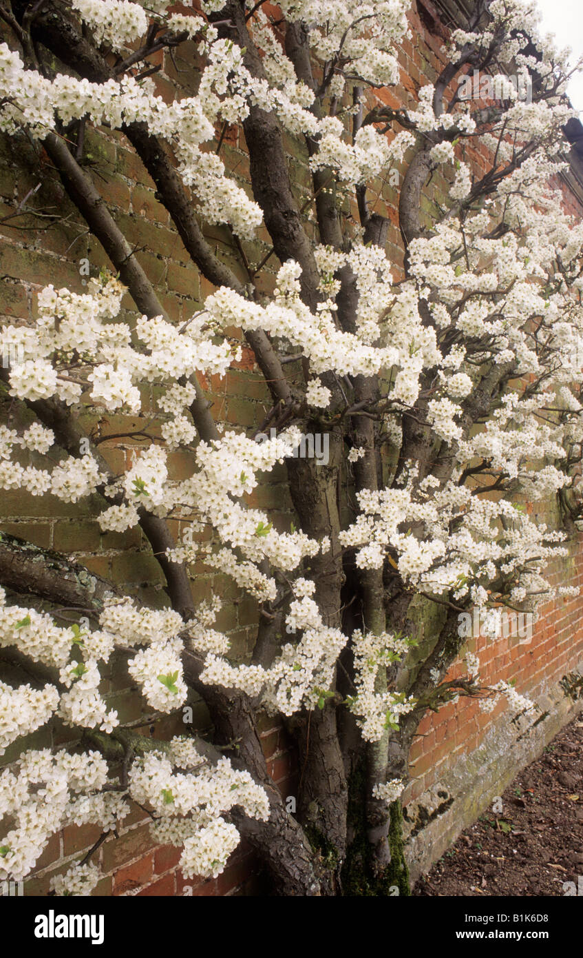 Pflaume Frucht Baum weiße Blüte ausgebildet Wand Ventilator Gartenpflanze Stockfoto