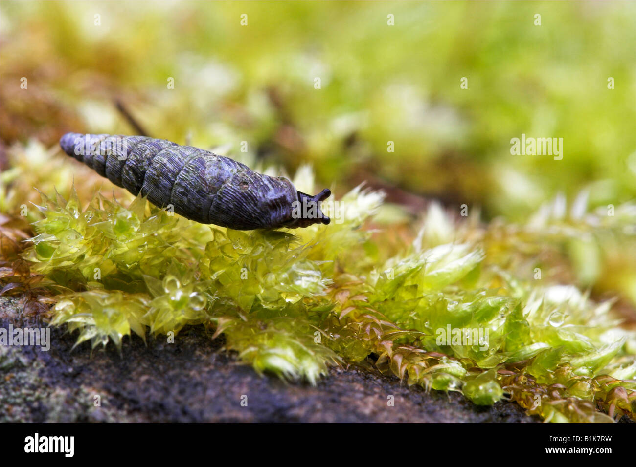 Tür Schnecke Alinda Biplicata Balea Biplicata Weiden Stockfoto