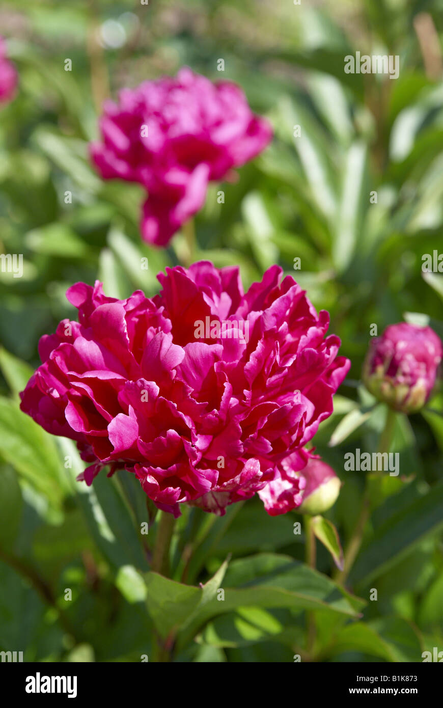 Paeonia Lactiflora oder Chinesische Pfingstrose Stockfoto