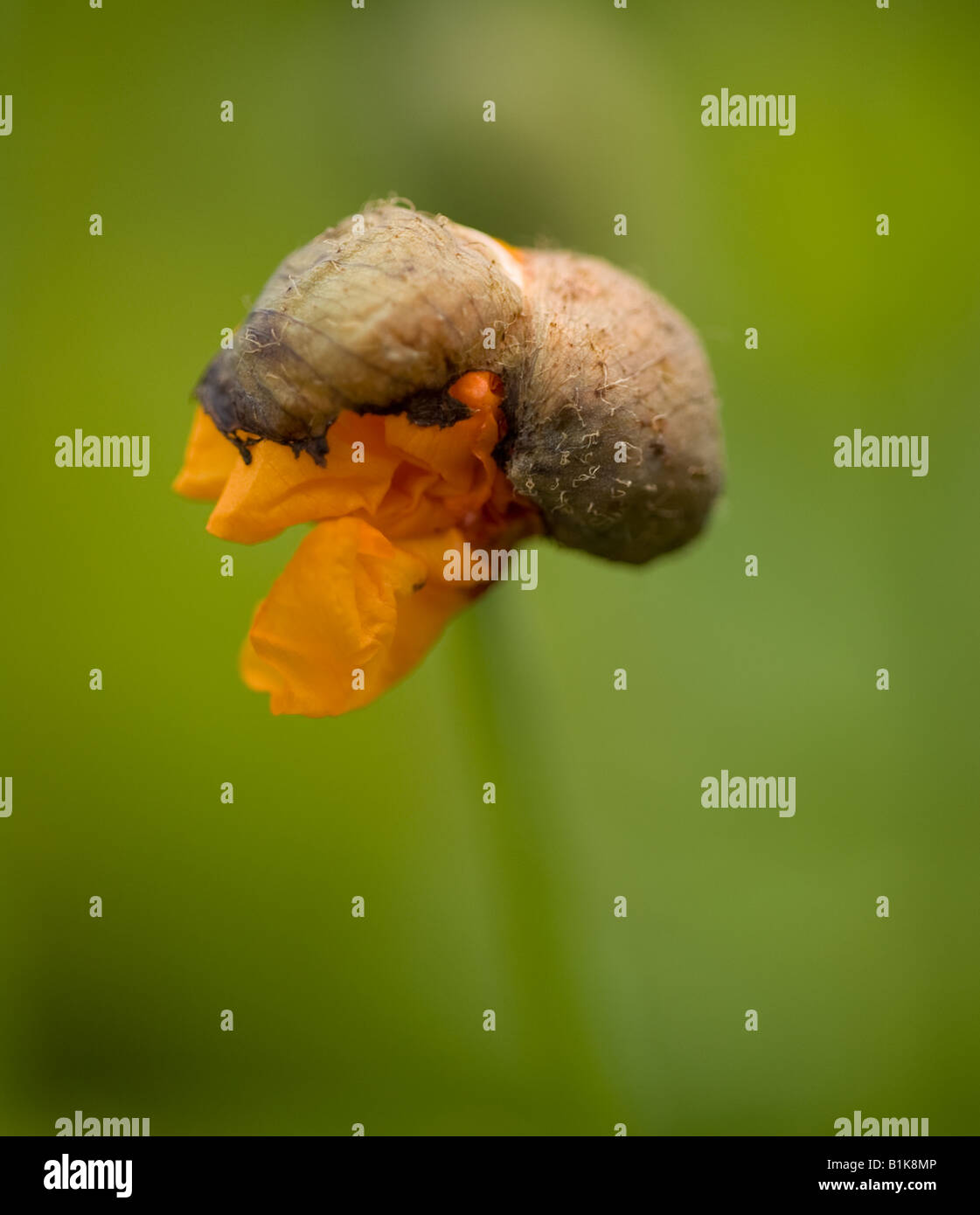 Walisische Mohn Eröffnung Stockfoto