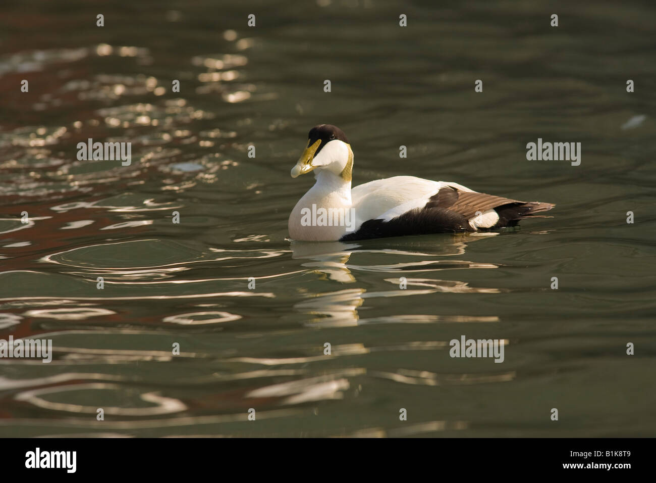 Eiderente männlichen Somateria Mollissima gemeinsame Northumbria Stockfoto
