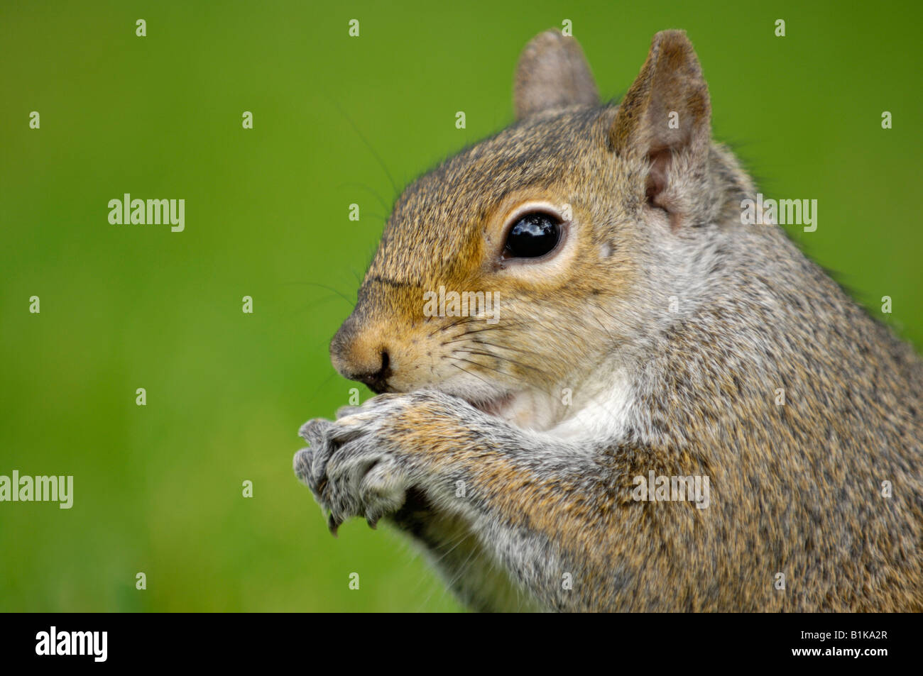 Süße graue Eichhörnchen Essen Stockfoto