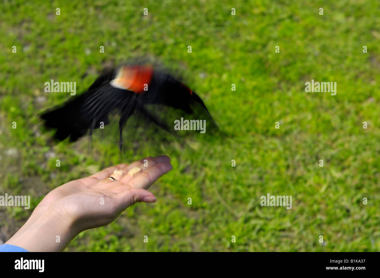 Frau, Fütterung eine Amsel Stockfoto