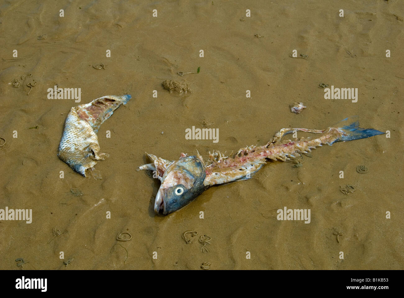Ein toter ausgenommen Fisch liegen am Strand Stockfoto
