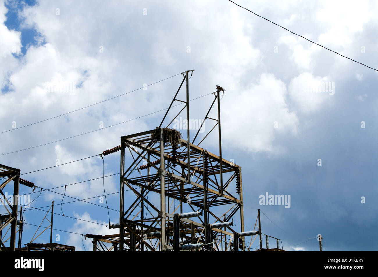 Mutter Adler wacht über ihr Nest auf einem Stromnetz in der Nähe von Orlando, Florida Stockfoto