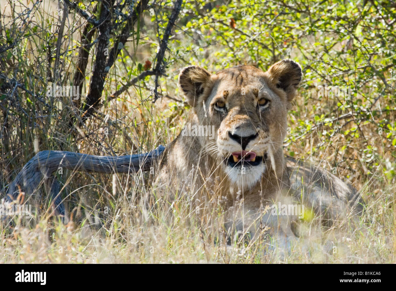 Löwin starrt Kruger NP, Südafrika. Stockfoto